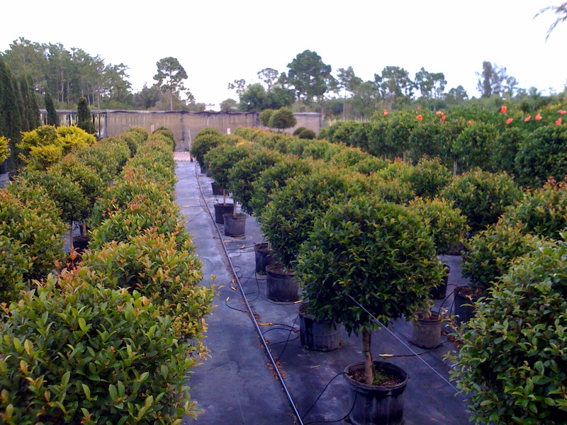 Lions Nursery Lake Worth Delray Italian Cypress Topiaries Agaves Italian Cypress Agaves Topiaries More